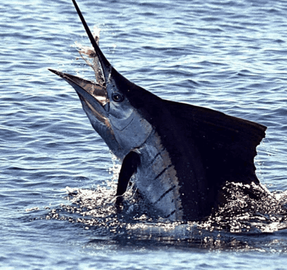 Acapulco: Private Fishing Experience - Target Species
