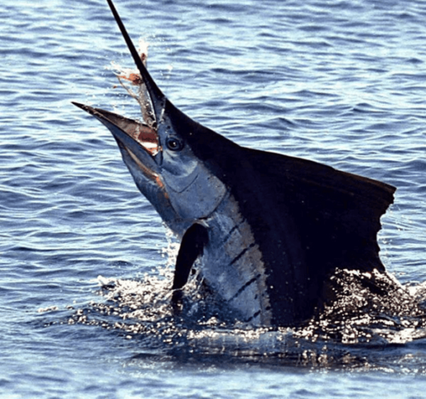 Acapulco: Private Fishing Experience - Amenities and Supplies