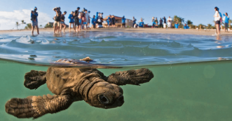 Acapulco: Turtle Release Experience - Good To Know