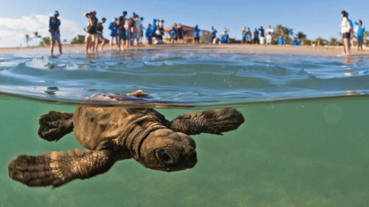 Acapulco: Turtle Release Experience - Transportation and Logistics