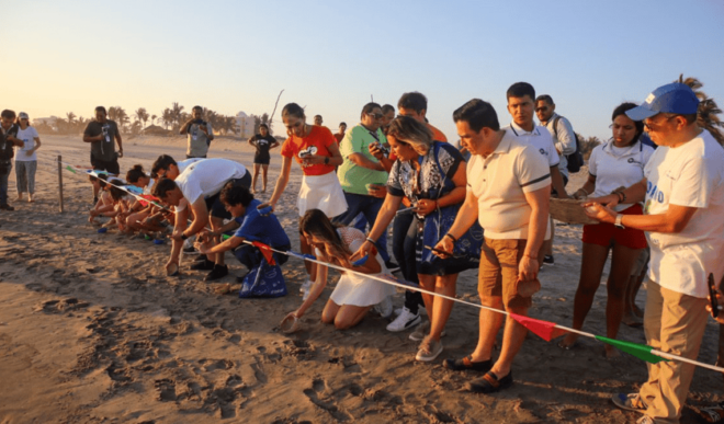 Acapulco: Turtle Release Experience - Turtle Adoption and Release