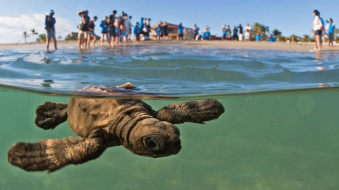 Acapulco: Turtle Release Experience - Conservation Education Highlights