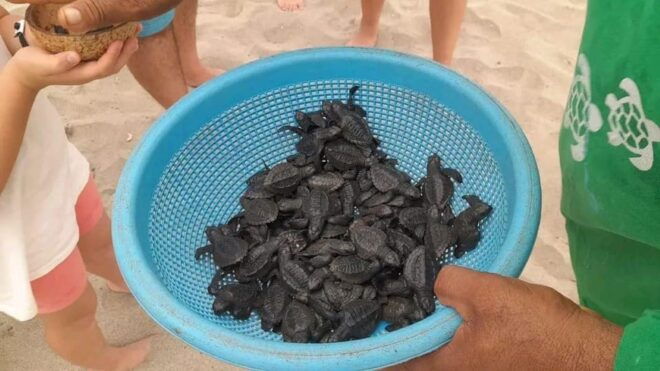 Acapulco: Turtle Release Experience - Relaxation and Reflection
