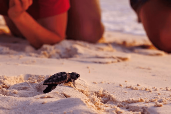 Acapulco: Turtle Release Experience - Cancellation Policy
