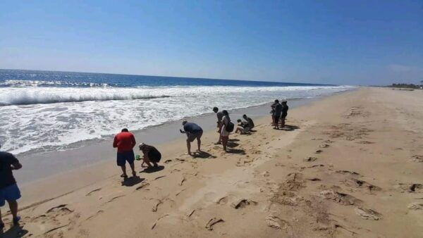 Acapulco: Turtle Release Experience - Frequently Asked Questions