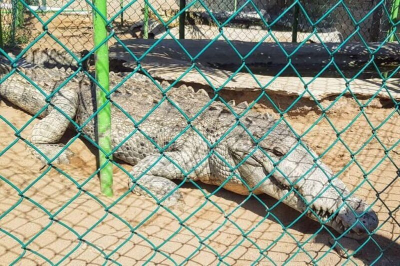 -Acapulco:Turtle Release Crocodile Farm & Horseback Ride Exp - Good To Know