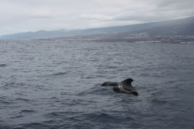 Accessible Boat Trip to the Canary Islands - Experience Highlights