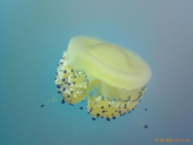 Aci Castello Scuba Diving for Experts With Small Lunch - Important Information