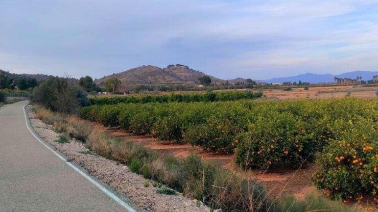 Active Bike Tour: River Turia Natural Park. - Inclusions