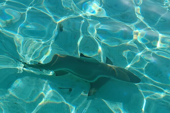 Activity/Excursion Lagoon Tour to Moorea by Canoe 6 hours - Good To Know