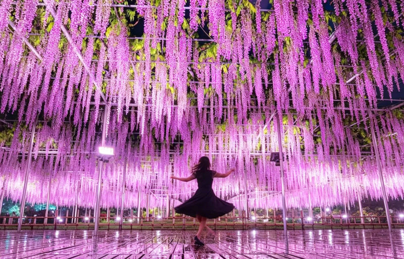 Adachi Flower Garden Night Wisteria & Ibaraki Nemophila Flower Sea Day Trip - Three spring sights, one long day from Tokyo