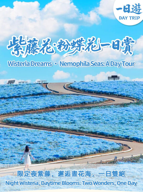 Adachi Flower Garden Night Wisteria & Ibaraki Nemophila Flower Sea Day Trip - Hitachi Seaside Park: two hours among the nemophila