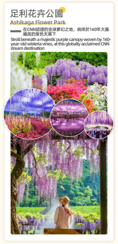 Adachi Flower Garden Night Wisteria & Ibaraki Nemophila Flower Sea Day Trip - Who should book this flower day trip?