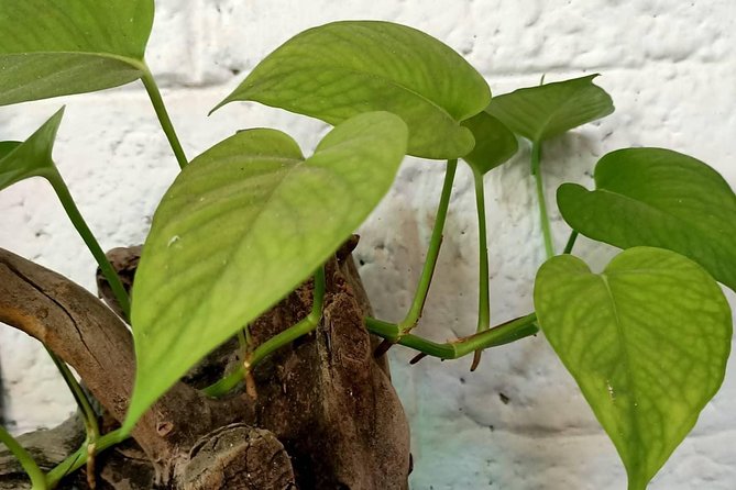 Adams Wood House Ayurveda Yoga Homestay Fort Kochi - The Sum Up
