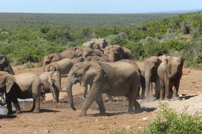 Addo Elephant 5 Hour Morning Safari. - Inclusions