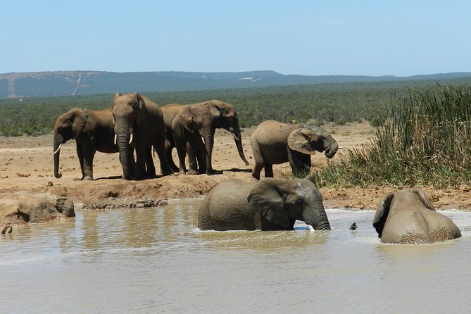 Addo Elephant 5 Hour Morning Safari. - Meeting and Pickup