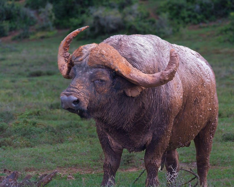 Addo Elephant Full Day Safari / Shore Excursions with BBQ - Good To Know