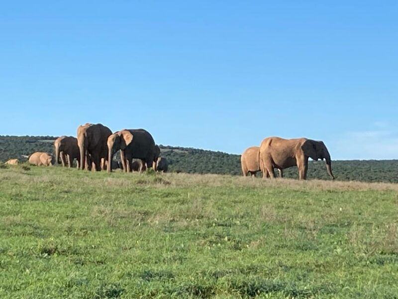 Addo Elephant Full Day Safari / Shore Excursions with BBQ - What Sets This Tour Apart?