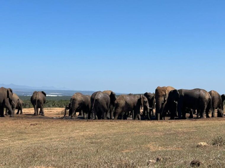Addo Elephant Full Day Safari / Shore Excursions with BBQ - The Authentic Safari Experience: Who Will Love It?