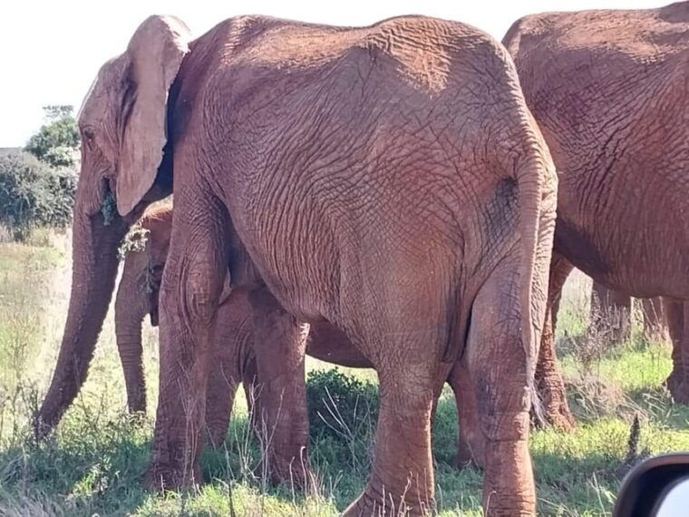 Addo Elephant Full Day Safari / Shore Excursions with BBQ - The Sum Up