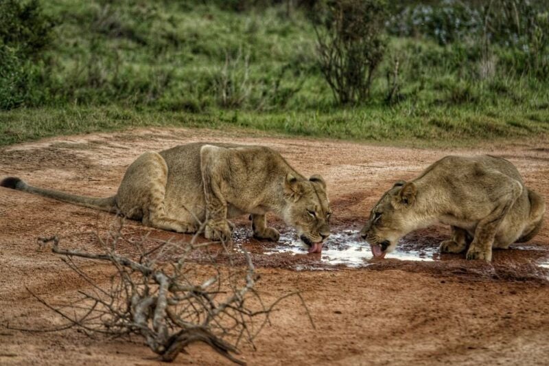 Addo Elephant National Park All Inclusive Full-Day Safari - The Value of This Safari Experience
