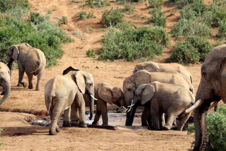 Addo Elephant National Park All Inclusive Full-Day Safari - Final Thoughts: Is This Safari for You?