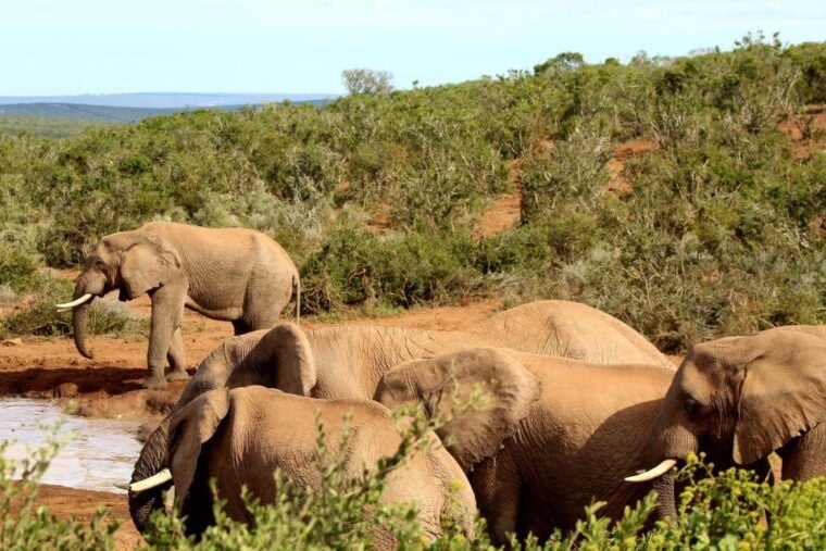 Addo Elephant National Park All Inclusive Full-Day Safari - Frequently Asked Questions (FAQs)