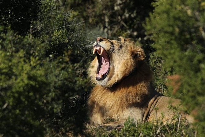 Addo Elephant National Park All Inclusive Full-Day Safari - Itinerary and Activities