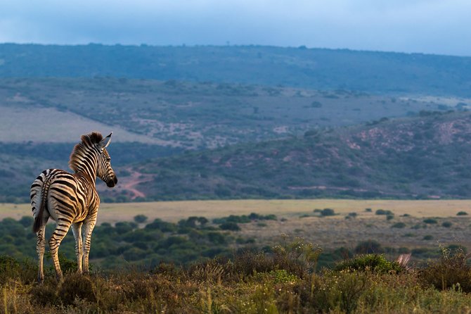 Addo Elephant National Park All Inclusive Full-Day Safari - Wildlife Encounters