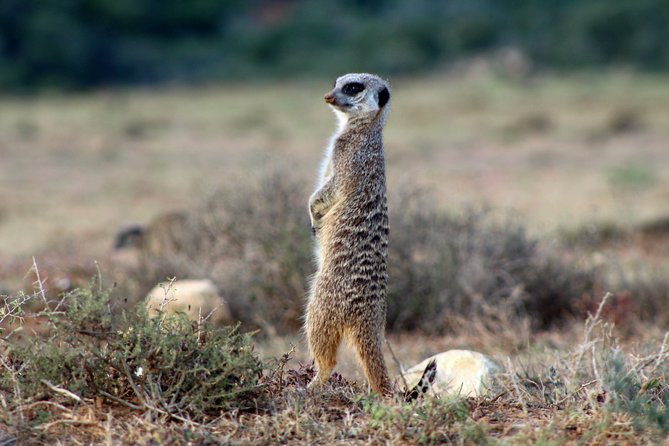 Addo Elephant National Park All Inclusive Full-Day Safari - Tour Guides and Drivers
