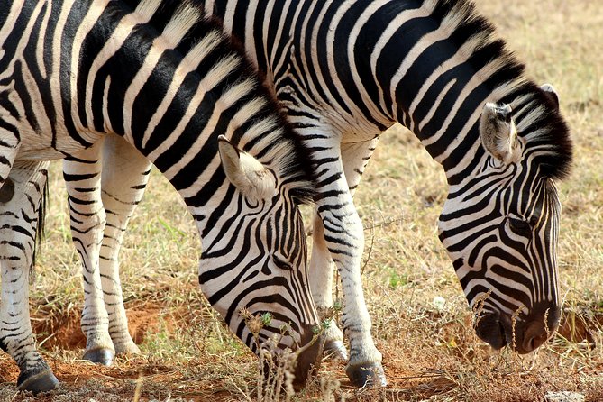 Addo Elephant National Park All Inclusive Full-Day Safari - Booking and Cancellation Policy