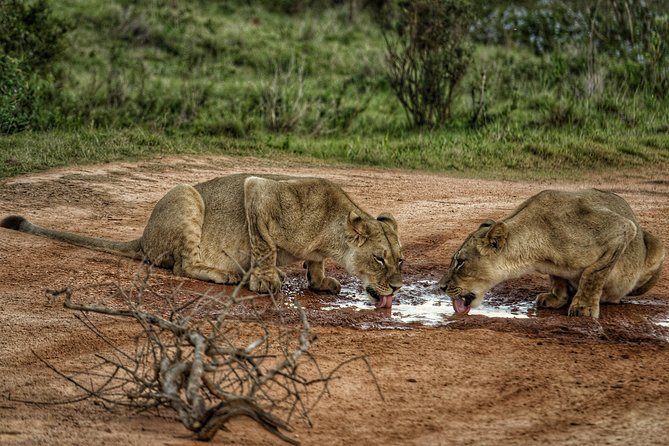 Addo Elephant National Park All Inclusive Full-Day Safari - The Sum Up