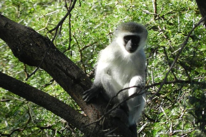 Addo Elephant National Park From Port Elizabeth - FD01 - Reviews and Ratings for Addo Park Experience