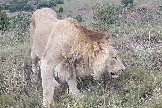 Addo Elephant National Park Full Day Group Game Drive - Park Overview and Conservation Efforts