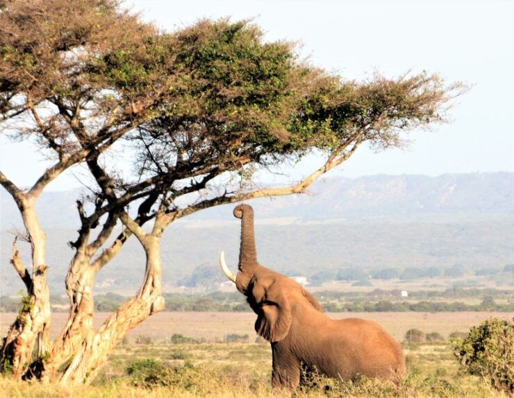 Addo Elephant National Park: Guided Half-Day Safari - Good To Know