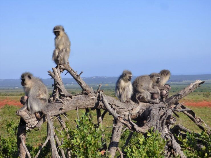 Addo Elephant National Park: Guided Half-Day Safari - Tour Details