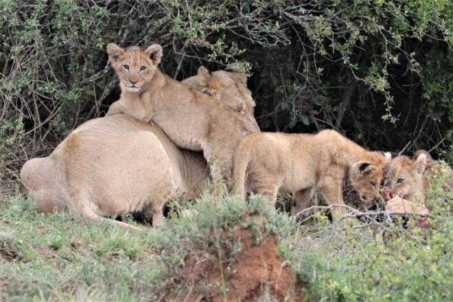 Addo Elephant National Park: Guided Half-Day Safari - Frequently Asked Questions