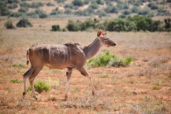 Addo Elephant National Park: Guided Half-Day Safari - The Sum Up