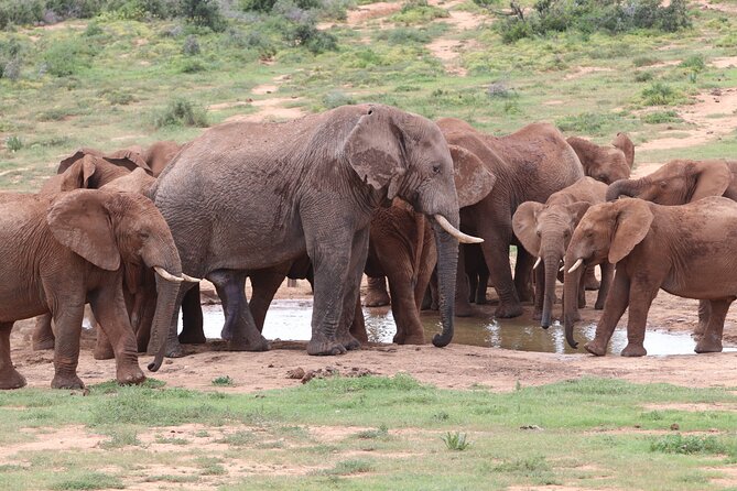 Addo Elephant National Park Half-Day Safari - Safari Highlights