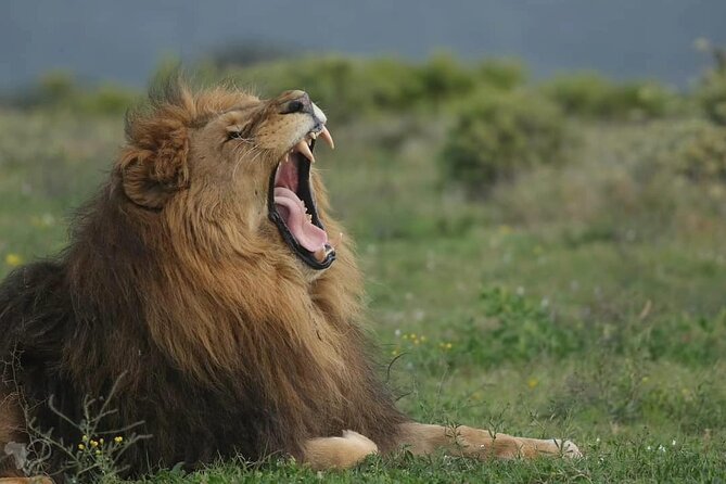 Addo Elephant National Park Half-Day Safari - Wildlife Encounters