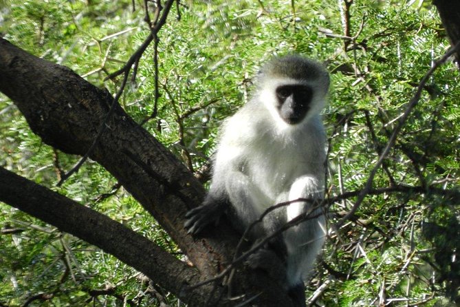 Addo Elephant National Park - HD01 - Reviews