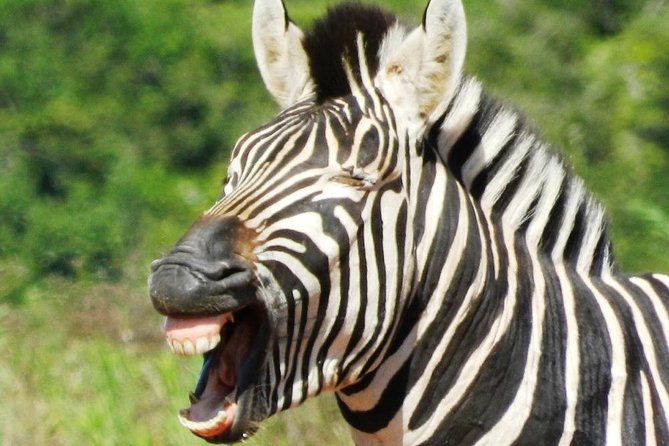 Addo Elephant National Park - HD01 - Additional Information