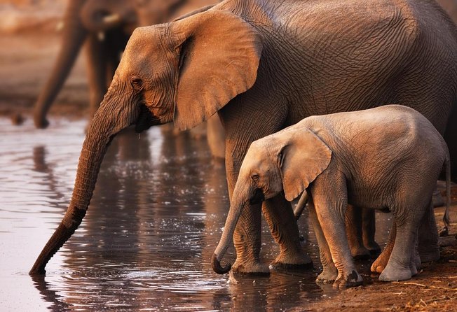 Addo Elephant National Park - HD01 - Common Questions