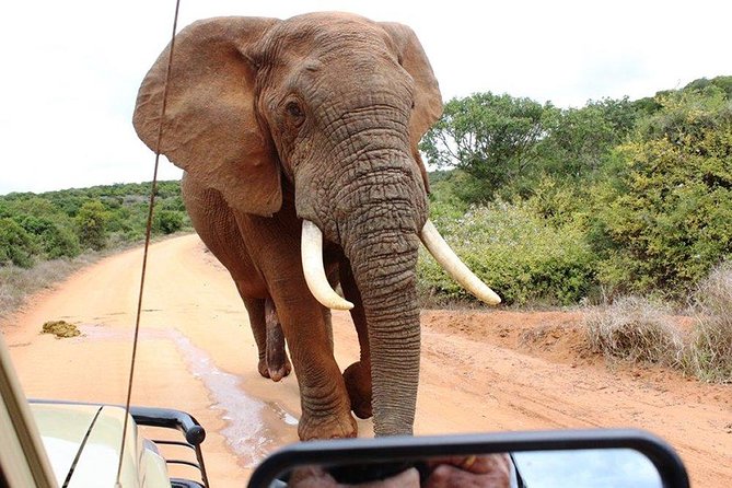 Addo Elephant National Park - HD01 - The Sum Up