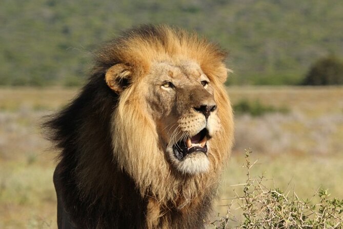 Addo Elephant National Park Private Full-Day Safari - Convenience and Accessibility