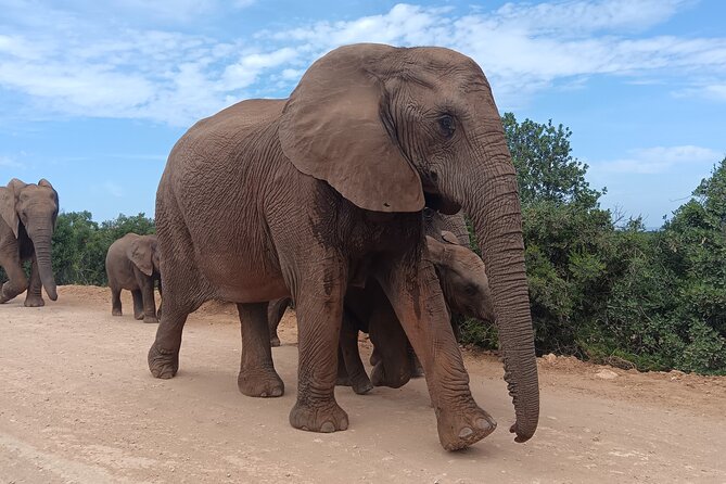 Addo Elephant National Park Safari. - Good To Know