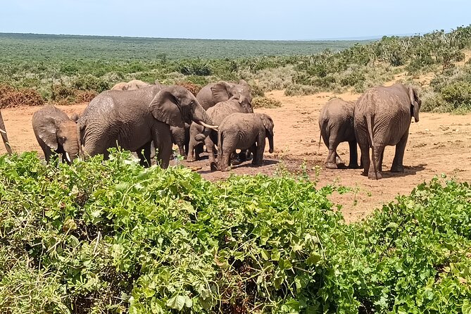 Addo Elephant National Park Safari. - Meeting and Pickup