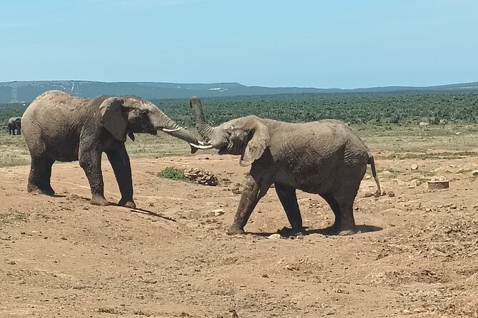 Addo Elephant National Park Safari. - Operator