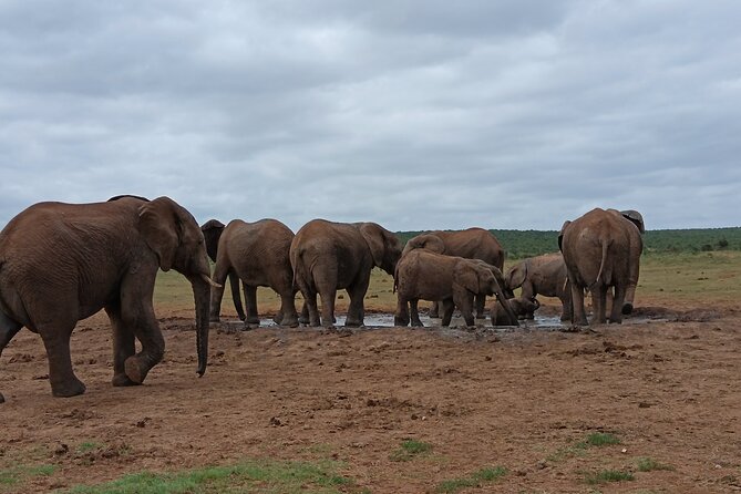 Addo Elephant National Park Safari. - Price