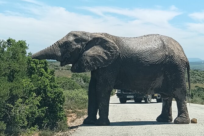 Addo Elephant National Park Safari. - Cancellation Policy